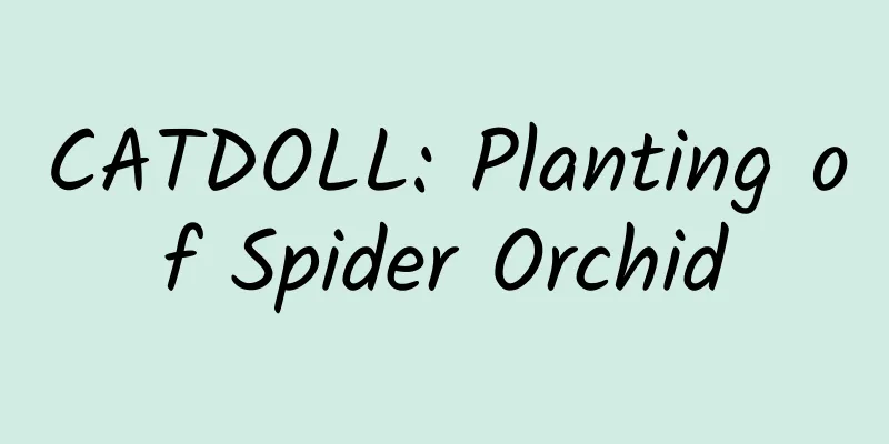 CATDOLL: Planting of Spider Orchid