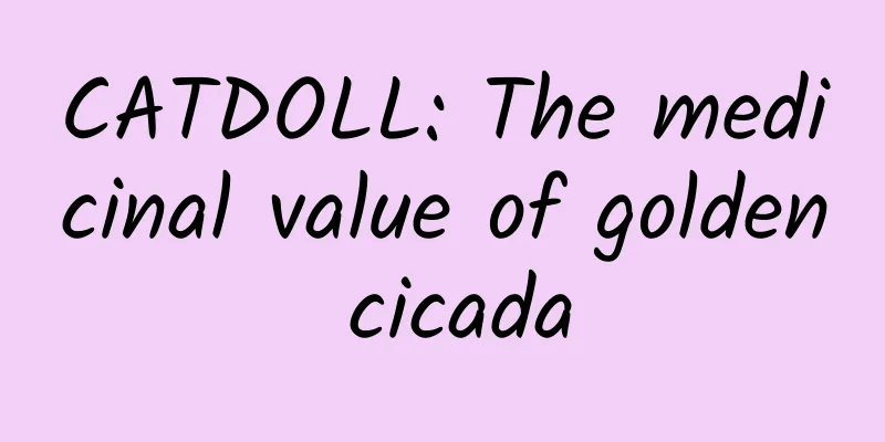 CATDOLL: The medicinal value of golden cicada