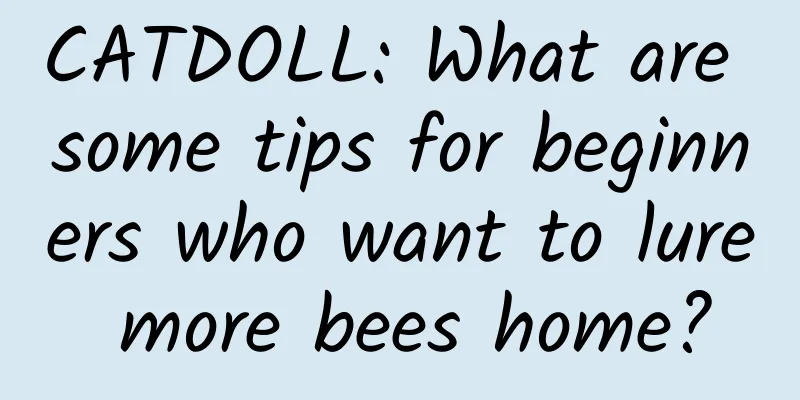 CATDOLL: What are some tips for beginners who want to lure more bees home?