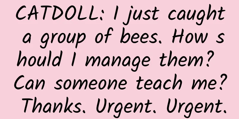 CATDOLL: I just caught a group of bees. How should I manage them? Can someone teach me? Thanks. Urgent. Urgent.