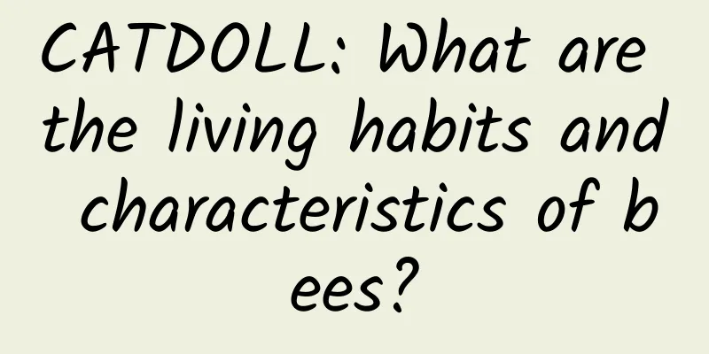 CATDOLL: What are the living habits and characteristics of bees?