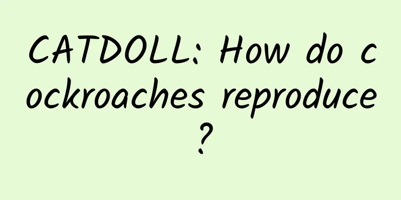 CATDOLL: How do cockroaches reproduce?