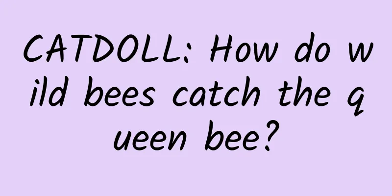 CATDOLL: How do wild bees catch the queen bee?