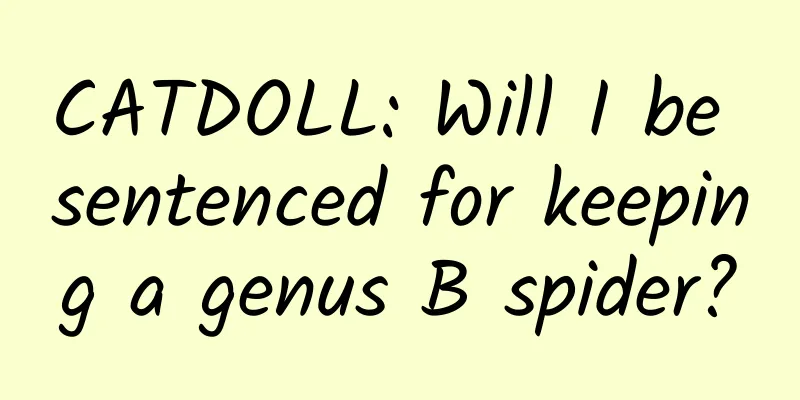 CATDOLL: Will I be sentenced for keeping a genus B spider?