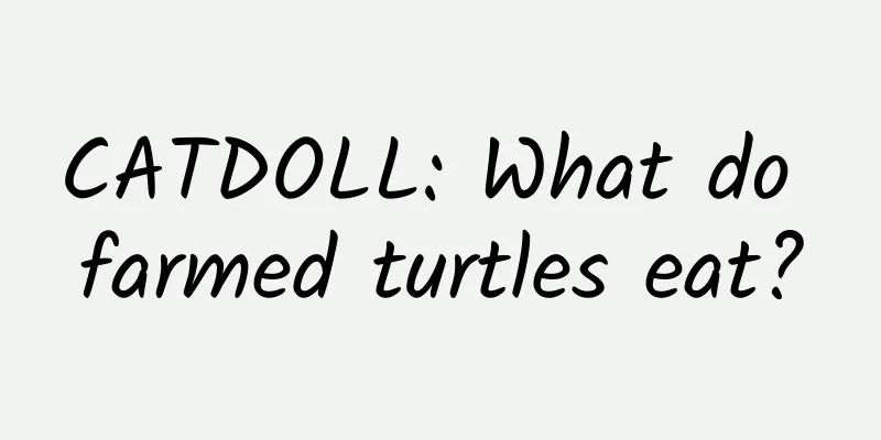 CATDOLL: What do farmed turtles eat?