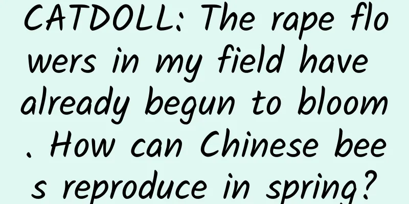 CATDOLL: The rape flowers in my field have already begun to bloom. How can Chinese bees reproduce in spring?
