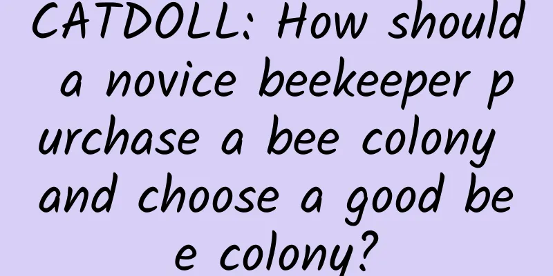 CATDOLL: How should a novice beekeeper purchase a bee colony and choose a good bee colony?