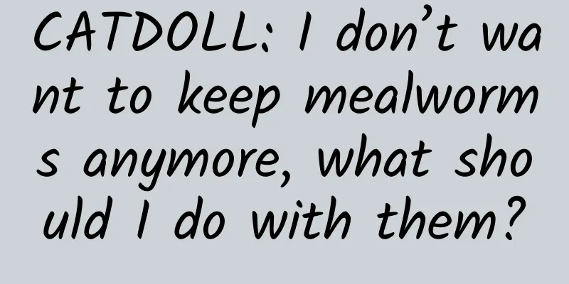 CATDOLL: I don’t want to keep mealworms anymore, what should I do with them?