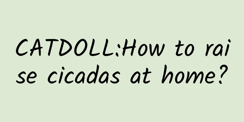 CATDOLL:How to raise cicadas at home?