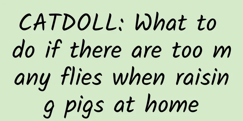 CATDOLL: What to do if there are too many flies when raising pigs at home