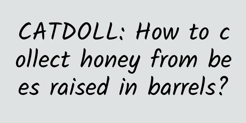CATDOLL: How to collect honey from bees raised in barrels?