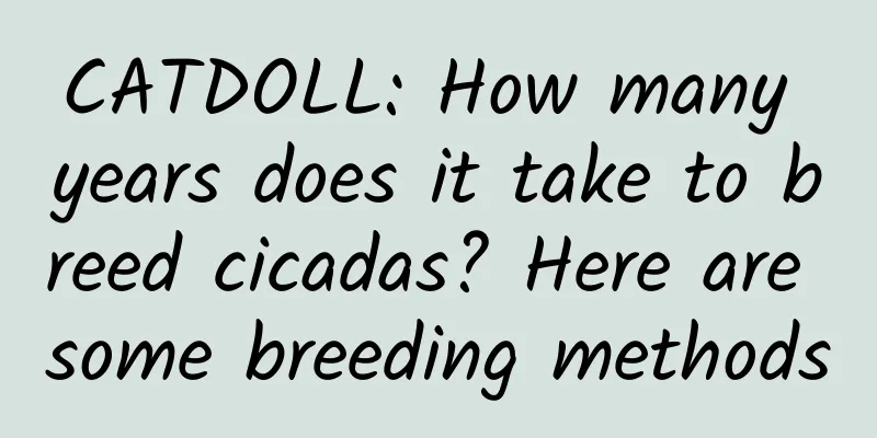 CATDOLL: How many years does it take to breed cicadas? Here are some breeding methods