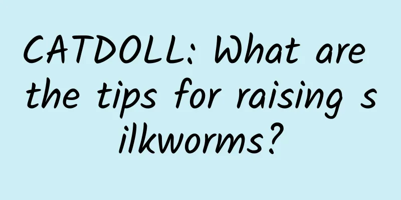 CATDOLL: What are the tips for raising silkworms?