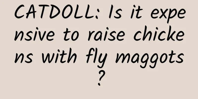 CATDOLL: Is it expensive to raise chickens with fly maggots?