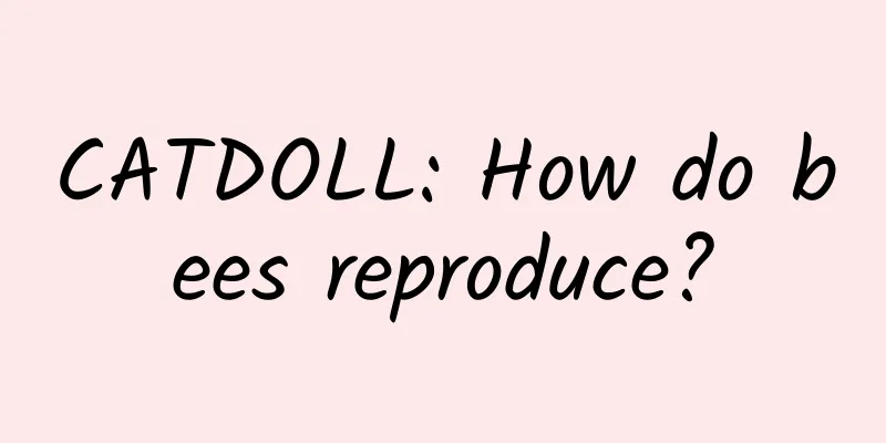 CATDOLL: How do bees reproduce?