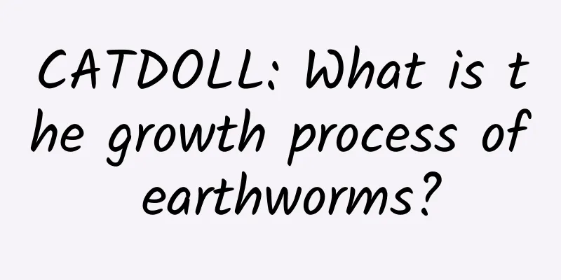 CATDOLL: What is the growth process of earthworms?