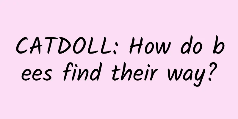 CATDOLL: How do bees find their way?