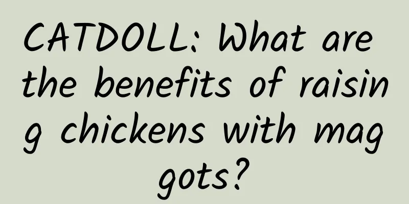 CATDOLL: What are the benefits of raising chickens with maggots?