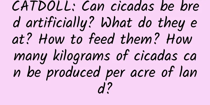CATDOLL: Can cicadas be bred artificially? What do they eat? How to feed them? How many kilograms of cicadas can be produced per acre of land?