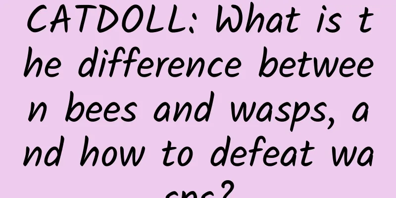 CATDOLL: What is the difference between bees and wasps, and how to defeat wasps?