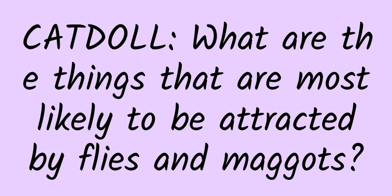 CATDOLL: What are the things that are most likely to be attracted by flies and maggots?