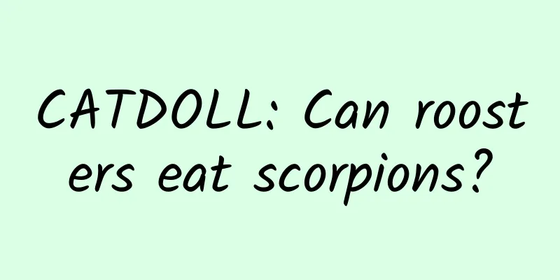 CATDOLL: Can roosters eat scorpions?