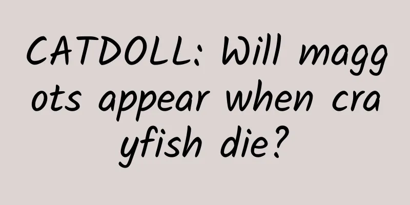 CATDOLL: Will maggots appear when crayfish die?