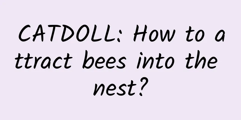 CATDOLL: How to attract bees into the nest?