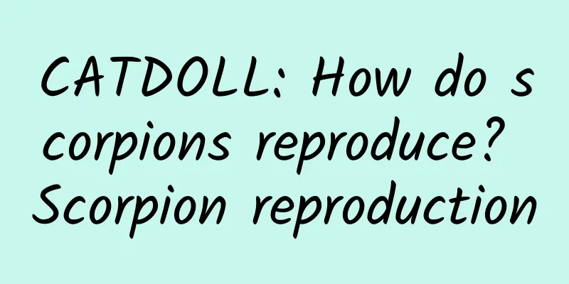 CATDOLL: How do scorpions reproduce? Scorpion reproduction