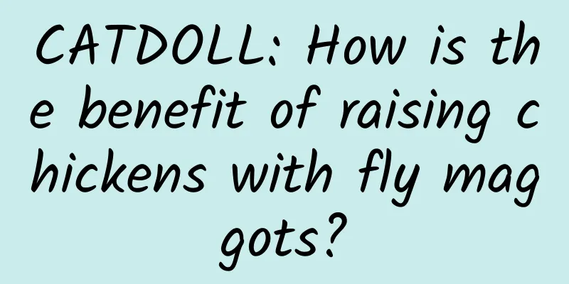 CATDOLL: How is the benefit of raising chickens with fly maggots?