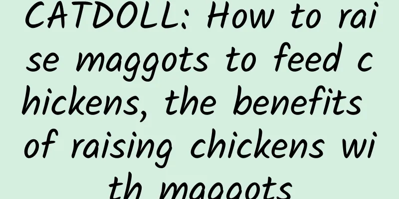 CATDOLL: How to raise maggots to feed chickens, the benefits of raising chickens with maggots