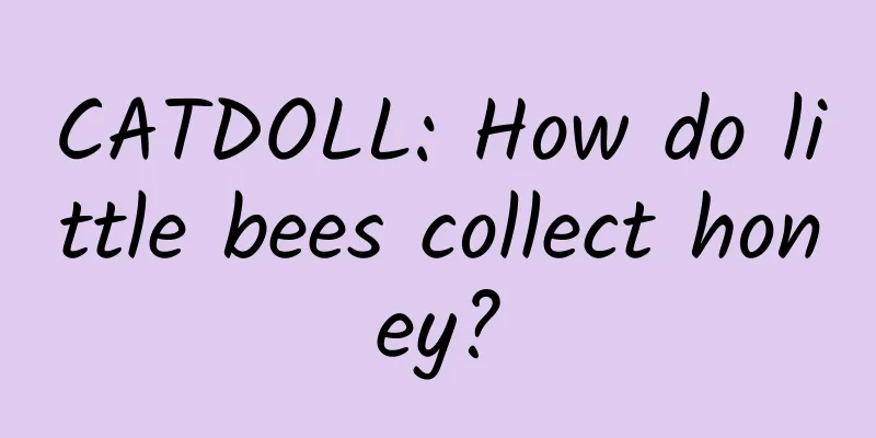 CATDOLL: How do little bees collect honey?