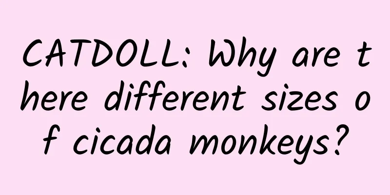 CATDOLL: Why are there different sizes of cicada monkeys?
