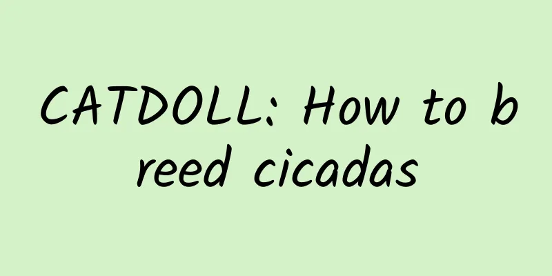 CATDOLL: How to breed cicadas