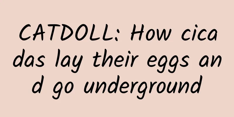 CATDOLL: How cicadas lay their eggs and go underground