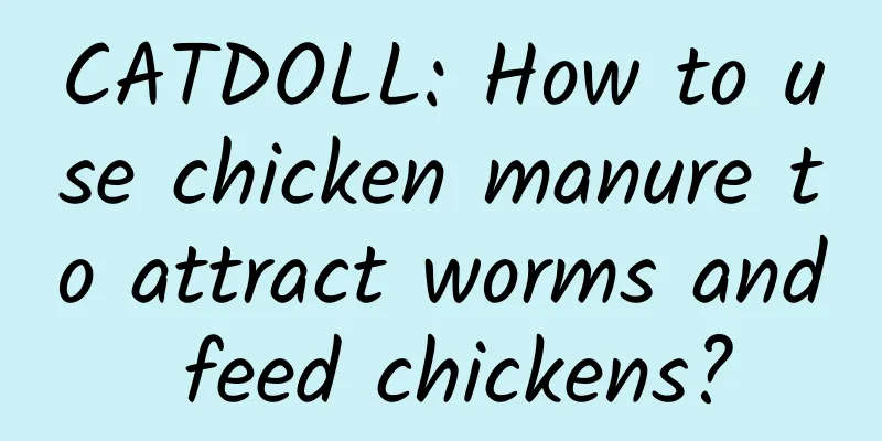 CATDOLL: How to use chicken manure to attract worms and feed chickens?