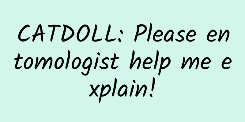 CATDOLL: Please entomologist help me explain!