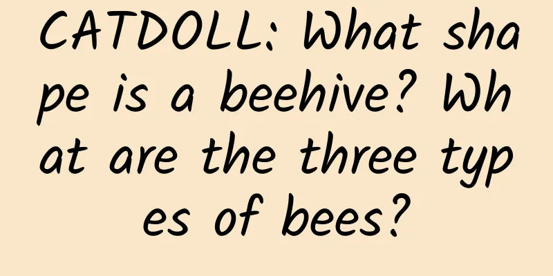 CATDOLL: What shape is a beehive? What are the three types of bees?
