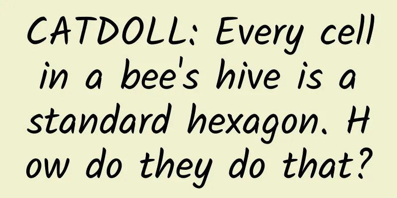 CATDOLL: Every cell in a bee's hive is a standard hexagon. How do they do that?