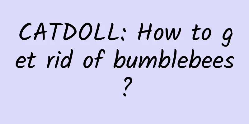 CATDOLL: How to get rid of bumblebees?