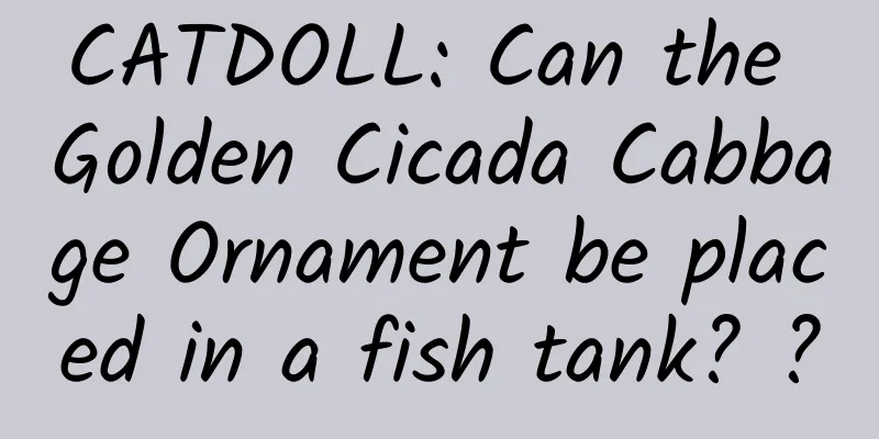 CATDOLL: Can the Golden Cicada Cabbage Ornament be placed in a fish tank? ?