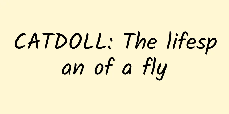 CATDOLL: The lifespan of a fly