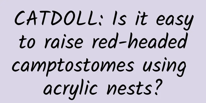 CATDOLL: Is it easy to raise red-headed camptostomes using acrylic nests?