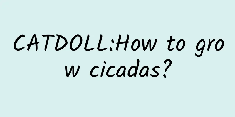 CATDOLL:How to grow cicadas?