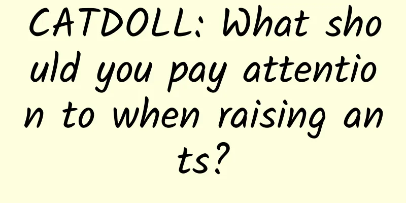 CATDOLL: What should you pay attention to when raising ants?