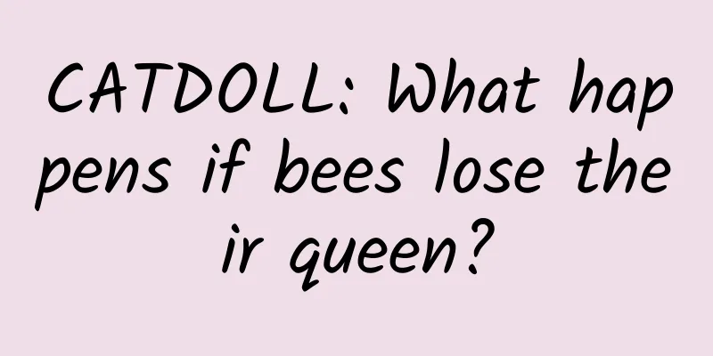 CATDOLL: What happens if bees lose their queen?