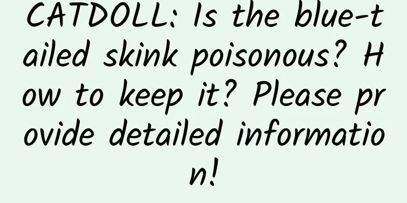 CATDOLL: Is the blue-tailed skink poisonous? How to keep it? Please provide detailed information!