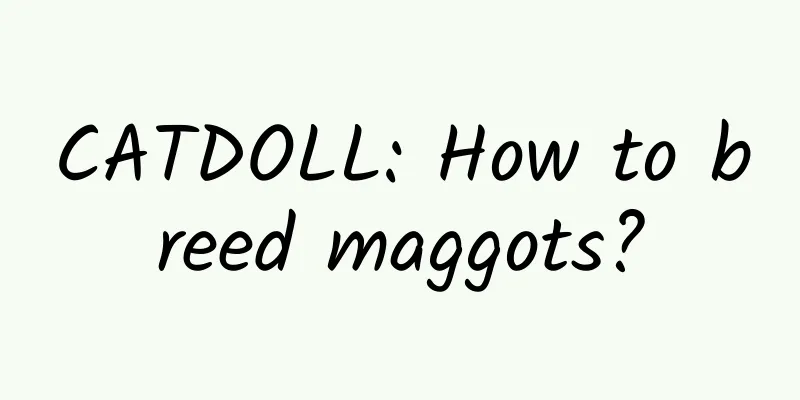 CATDOLL: How to breed maggots?