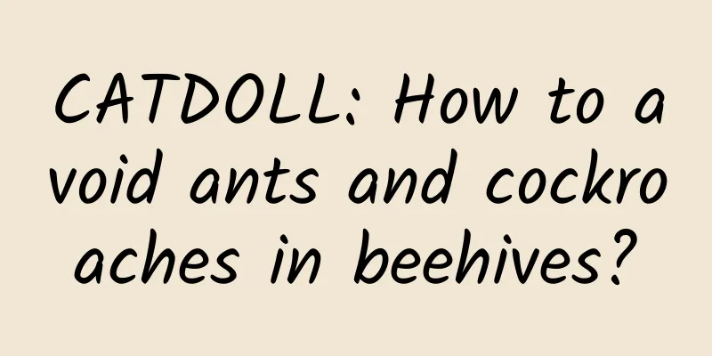 CATDOLL: How to avoid ants and cockroaches in beehives?