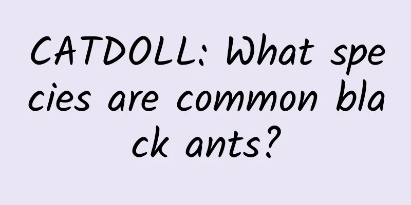 CATDOLL: What species are common black ants?